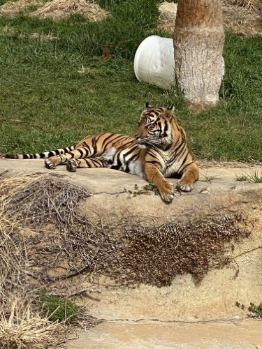 Stock Photo Tiger (2).jpeg