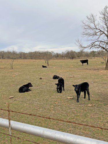 Stock Photo Calves Pasture (2).jpeg