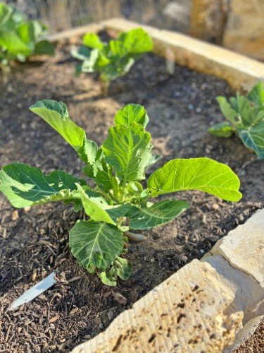 Stock Photo Gardening Chard (1).jpeg