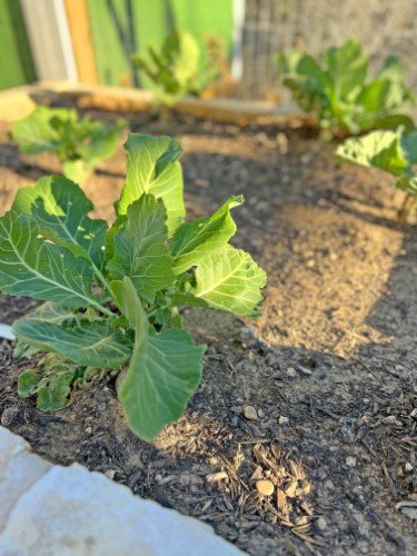 Stock Photo Gardening Chard (3).jpeg
