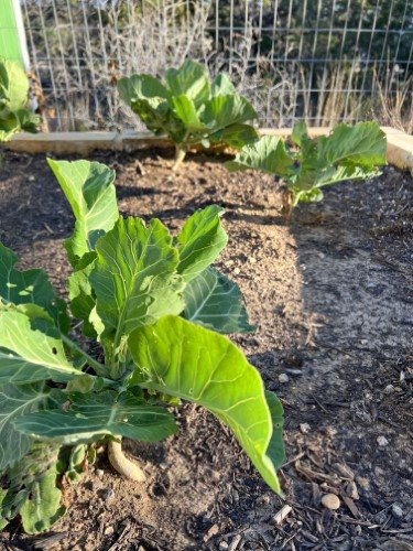 Stock Photo Gardening Chard (5).jpeg