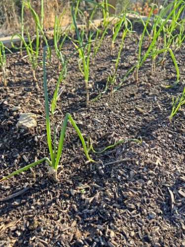 Stock Photo Gardening Onions.jpeg