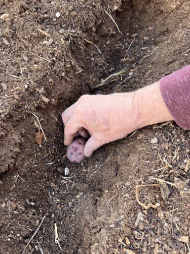 Stock Photo Gardening Potatoes (3).jpeg