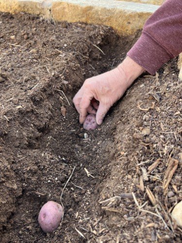 Stock Photo Gardening Potatoes (2).jpeg