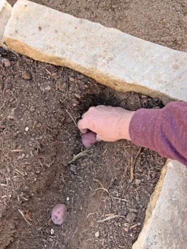 Stock Photo Gardening Potatoes (5).jpeg