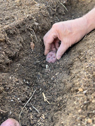 Stock Photo Gardening Potatoes (4).jpeg