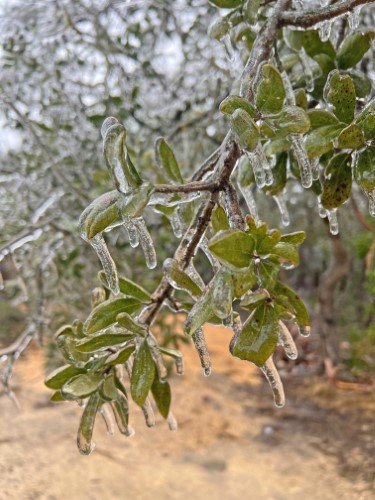 Stock Photo Winter Ice Storm Leaves (1).jpeg