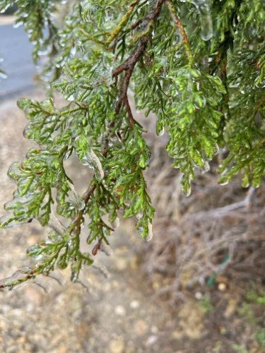 Stock Photo Winter Ice Storm Leaves (2).jpeg