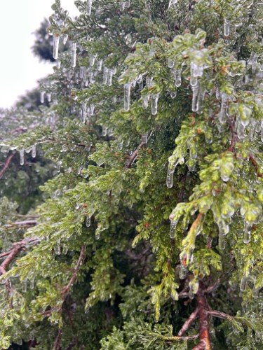 Stock Photo Winter Ice Storm Leaves (3).jpeg