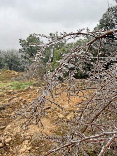 Stock Photo Winter Ice Storm Limbs.jpeg