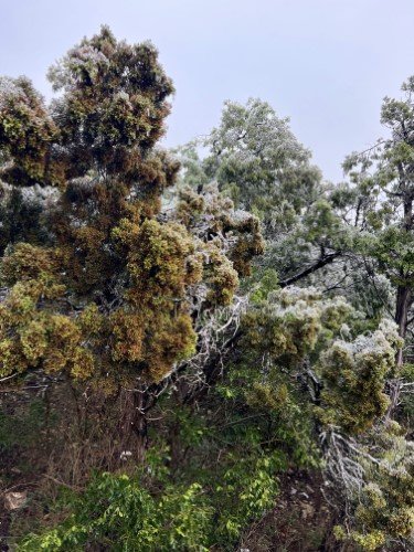Stock Photo Winter Ice Storm Trees (1).jpeg