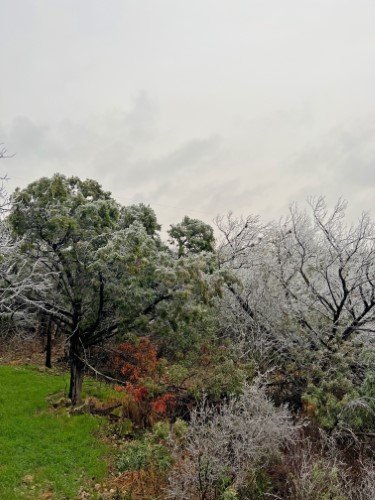 Stock Photo Winter Ice Storm Trees (2).jpeg
