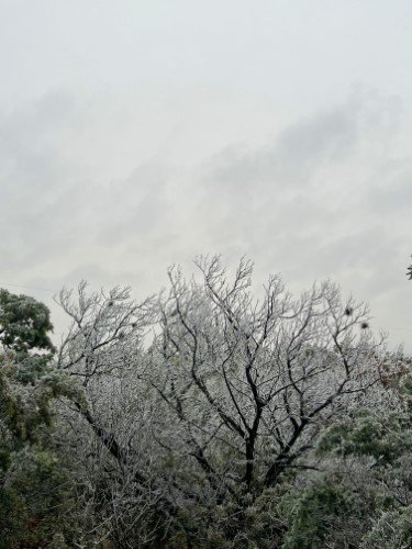 Stock Photo Winter Ice Storm Trees (3).jpeg