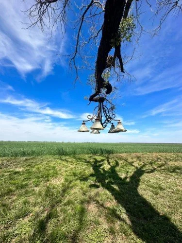 Stock Photo Rustic Chandelier Tree (3).jpg