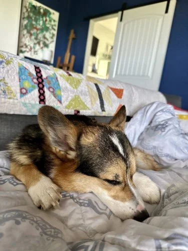 Stock Photo Corgi Dog Couch (2).jpg