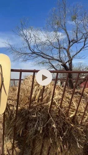 Stock Video Cowboy Hat Feeder.jpg
