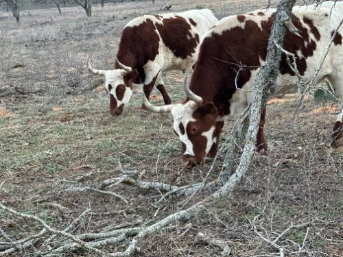 Stock Photo Cows (1).jpg