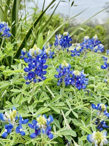 Stock Photo Bluebonnets.jpeg