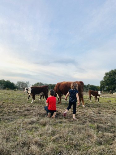 Stock Photo Cows Kids.jpeg