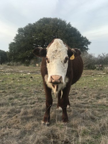 Stock Photo Cow Red.jpeg
