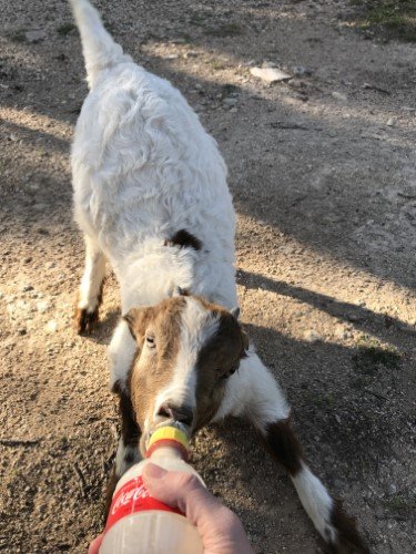 Stock Photo Baby Goat (1).jpeg