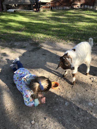 Stock Photo Baby Goat (2).jpeg
