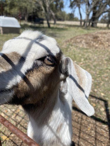 Stock Photo Baby Goat (3).jpeg