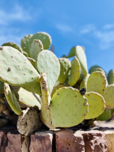 Stock Photo Cactus.jpeg