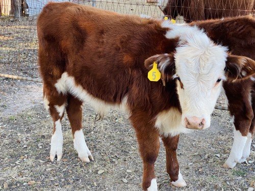 Stock Photo Calves Red (1).jpeg