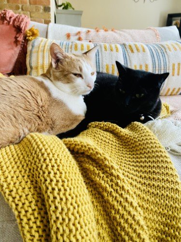 Stock Photo Cats Yellow Blanket.jpeg