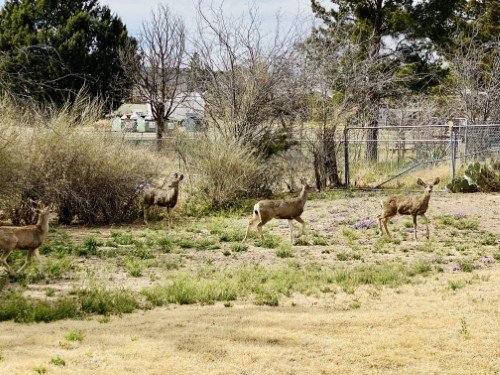 Stock Photo Deer.jpeg