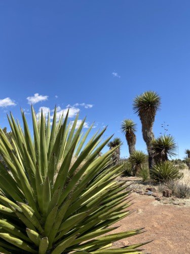 Stock Photo Desert Yucca (1).jpeg
