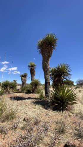Stock Photo Desert Yucca (2).jpeg
