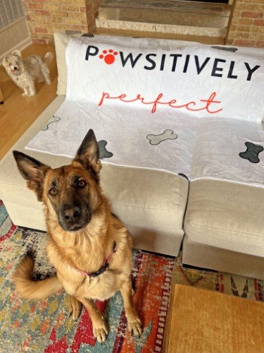 Stock Photo Pawsitively Perfect Dog (1).jpeg