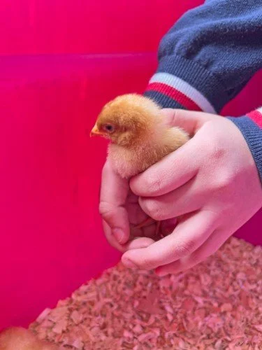 Stock Photo Baby Chicks (9).jpg
