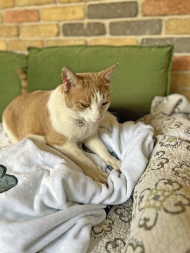 Stock Photo Cat Kneading (1).jpeg