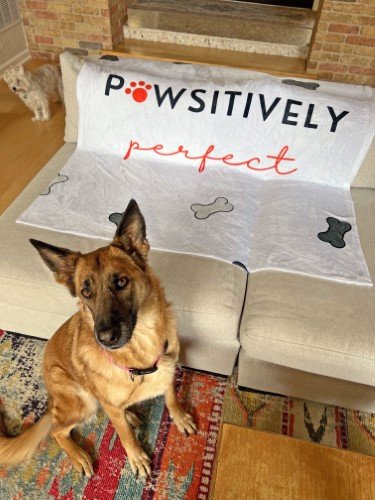 Stock Photo Pawsitively Perfect Dog (2).jpeg