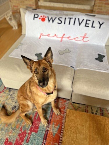 Stock Photo Pawsitively Perfect Dog (3).jpeg