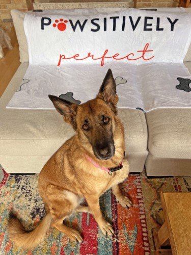Stock Photo Pawsitively Perfect Dog (4).jpeg