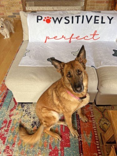 Stock Photo Pawsitively Perfect Dog (5).jpeg