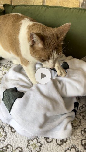 Stock Video Cat Kneading.jpeg