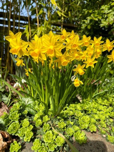 Stock Photo Daffodils (2).jpg