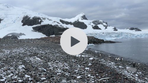 Stock Video Antarctica Penguins.jpeg