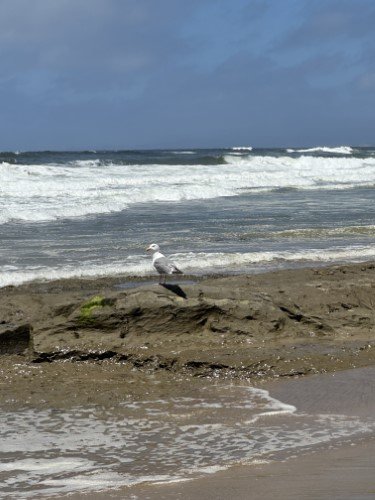 Stock Photo California Coast Seagull.jpeg