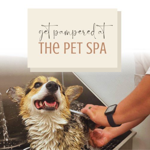 CAIG2273-Pet Spa Pamper.jpg