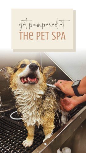 CAIGS1673-Pet Spa Pamper.jpg