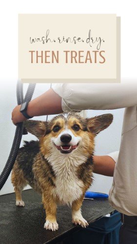 CAIGS1674-Pet Spa Treats.jpg