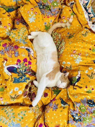 Stock Photo Stretch Cat.jpeg
