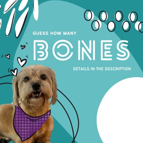 CAIG2955-Fur Fest Guess How Many Bones.jpg