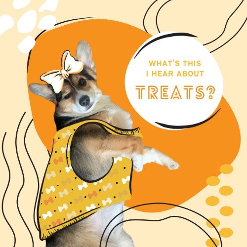 CAIG2956-Fur Fest Did I Hear Treats.jpg